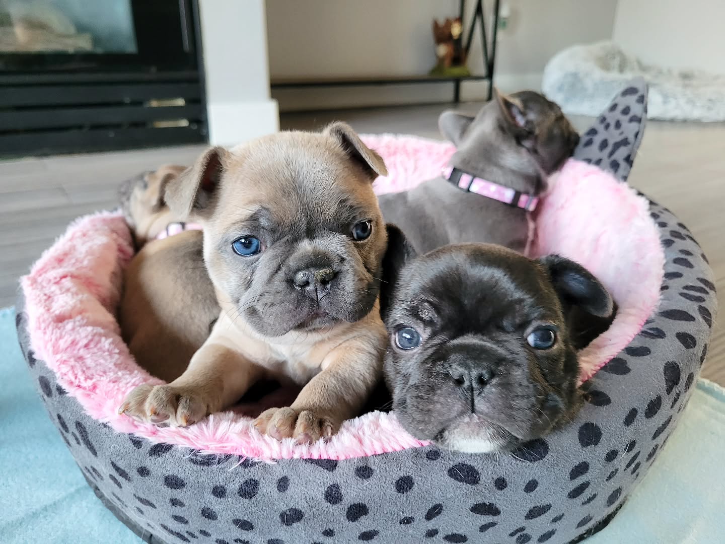 outoftheblue frenchies 1743547150 3601456990876123761 4336152832